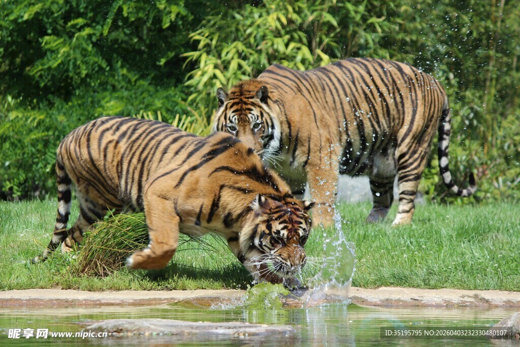 双虎于水边嬉戏
