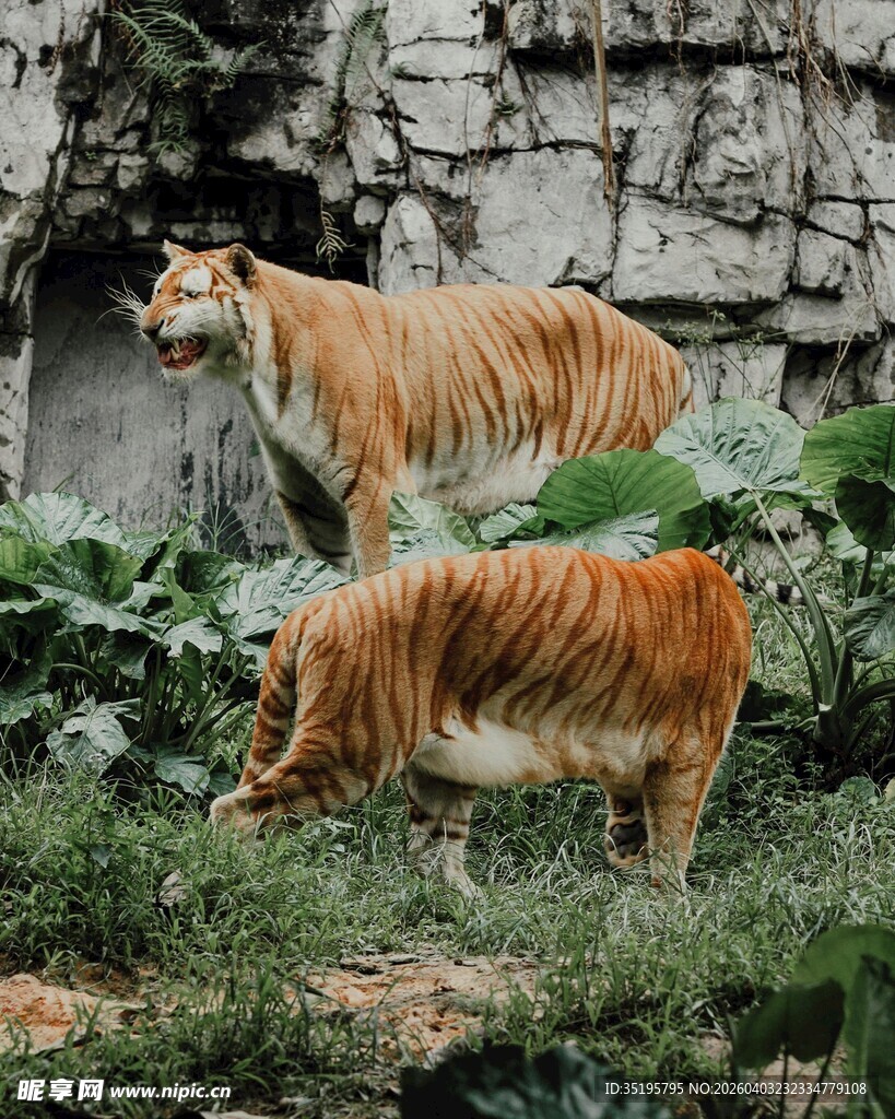 双虎于绿植间漫步