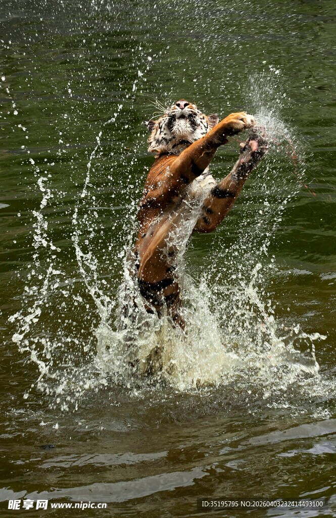 老虎水中跃起溅起水花