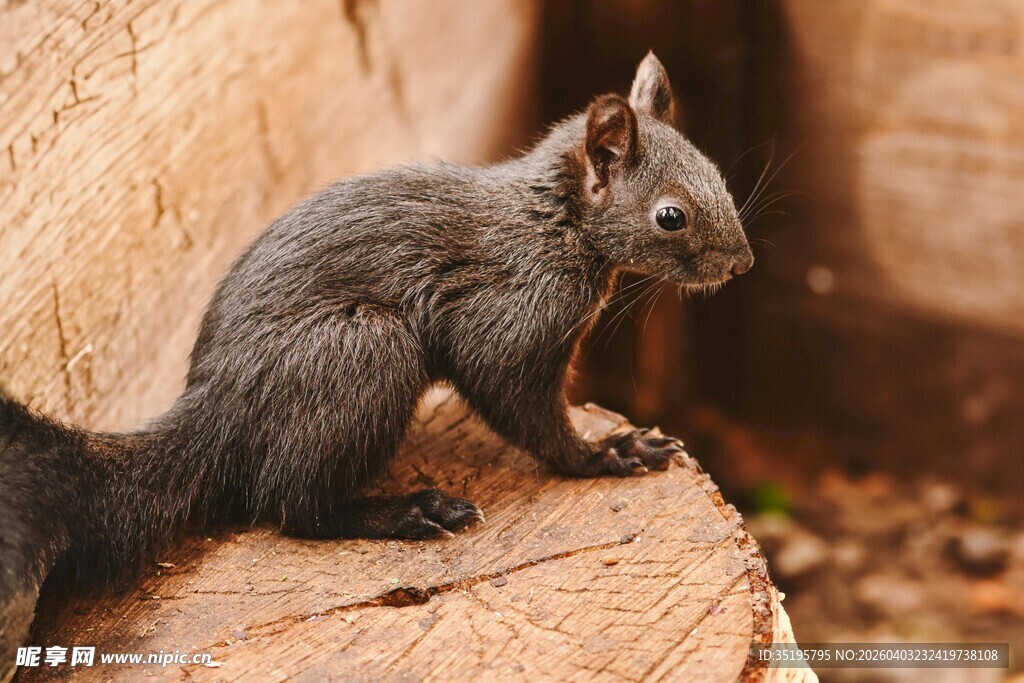 灰松鼠蹲坐于树桩上