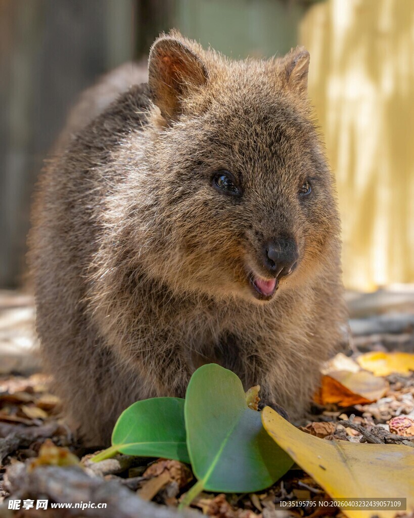可爱短尾矮袋鼠进食瞬间