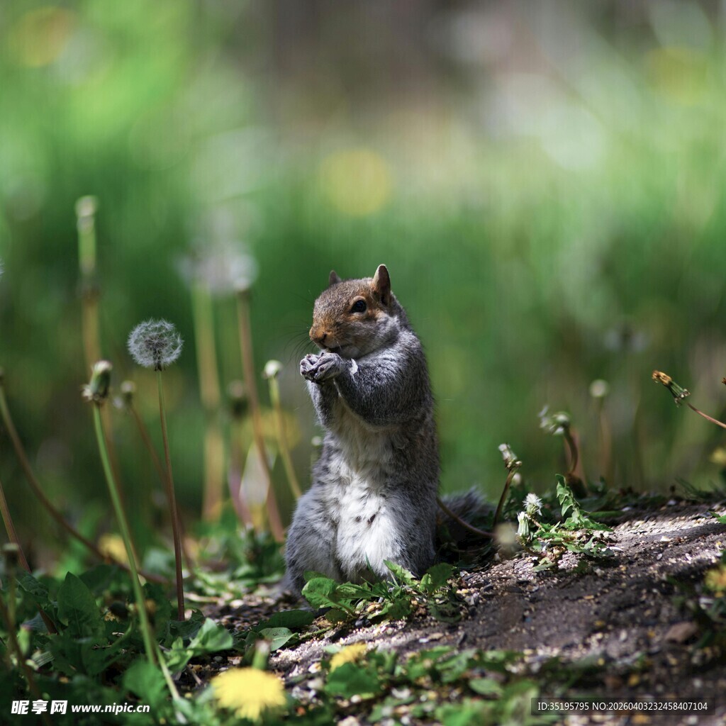 松鼠在草地上站立赏景