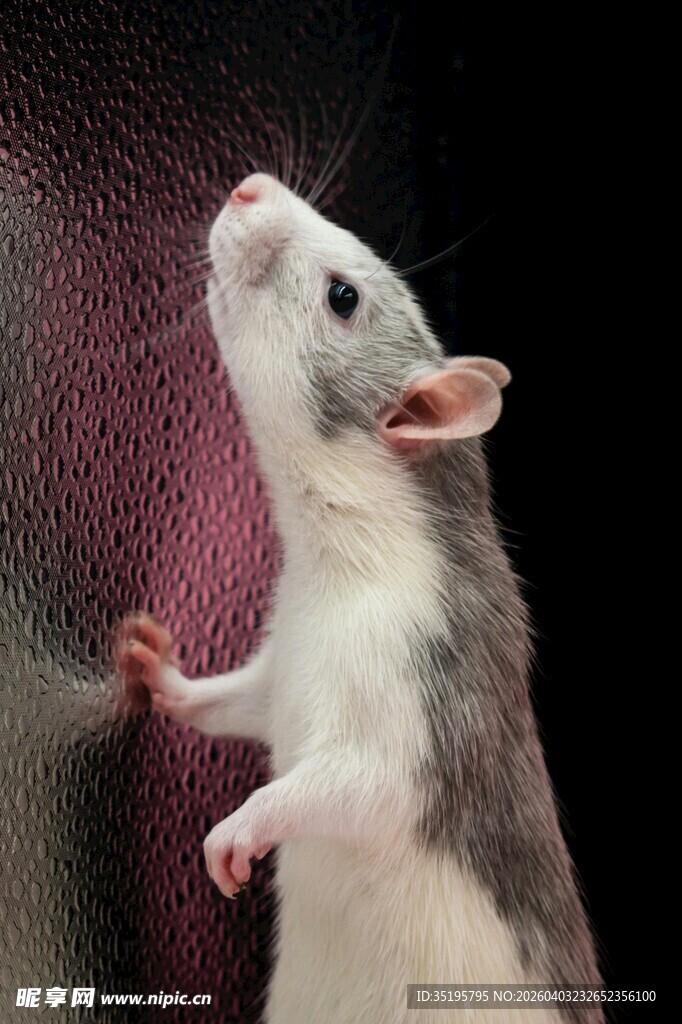 灰白小鼠靠墙好奇张望