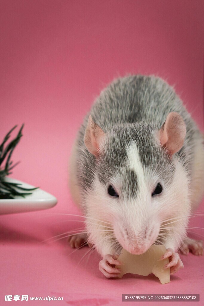 灰白小鼠啃食食物