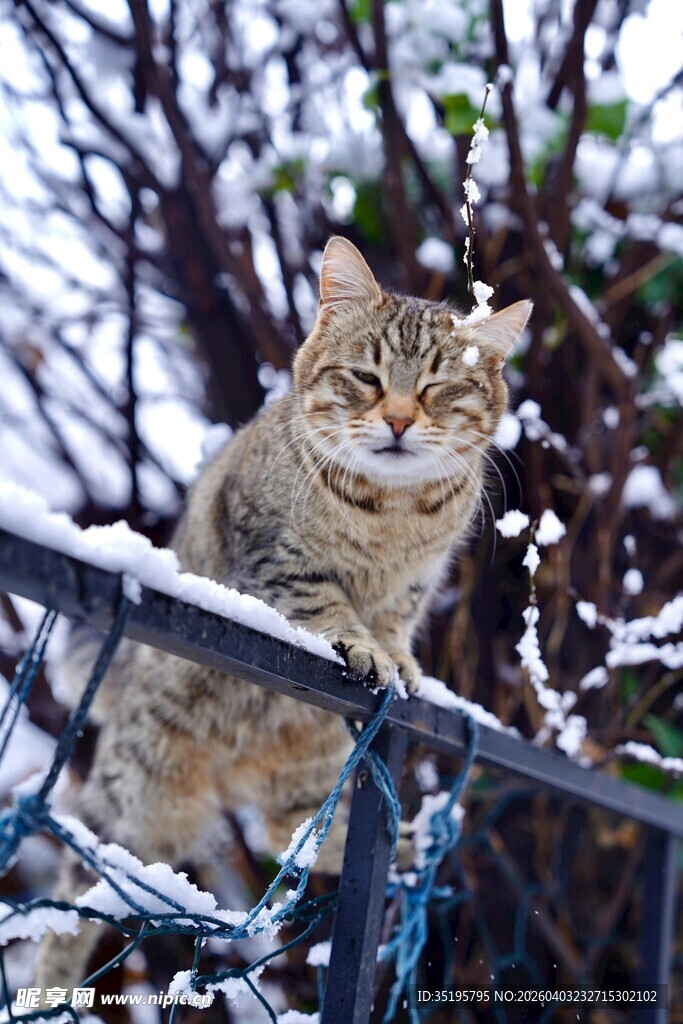 雪中猫咪栖于栏杆