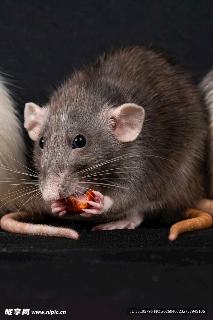灰鼠进食瞬间