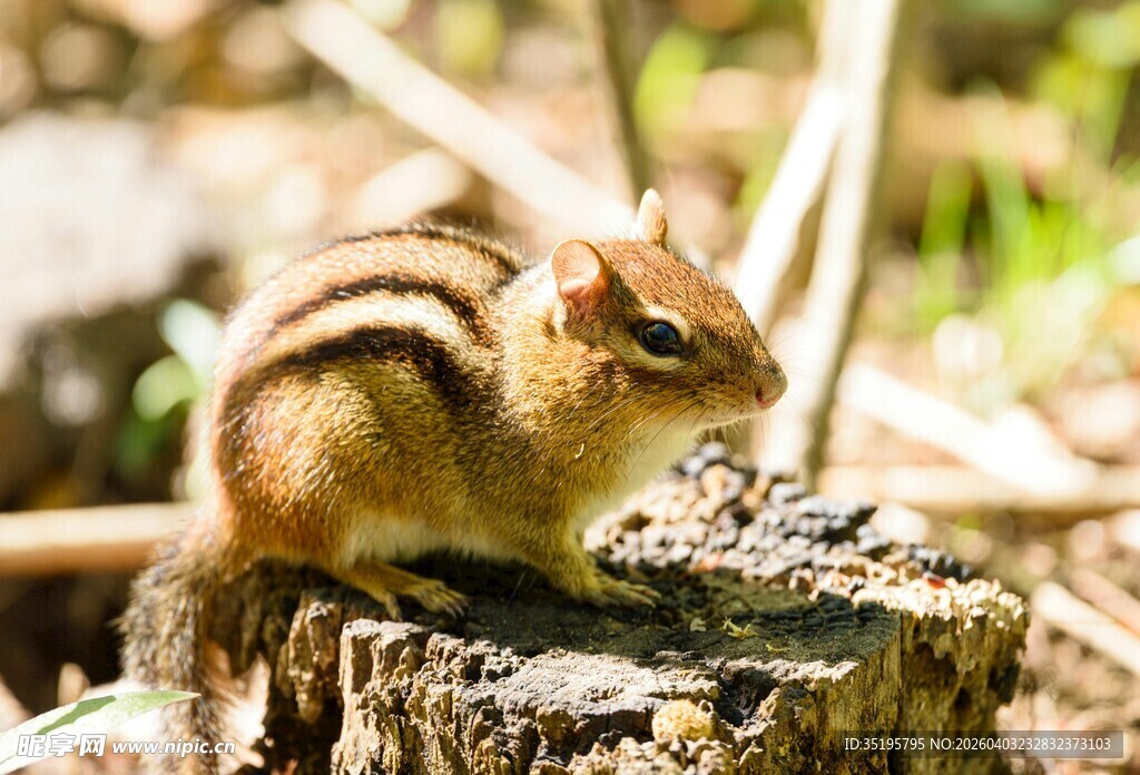树桩上的可爱花栗鼠