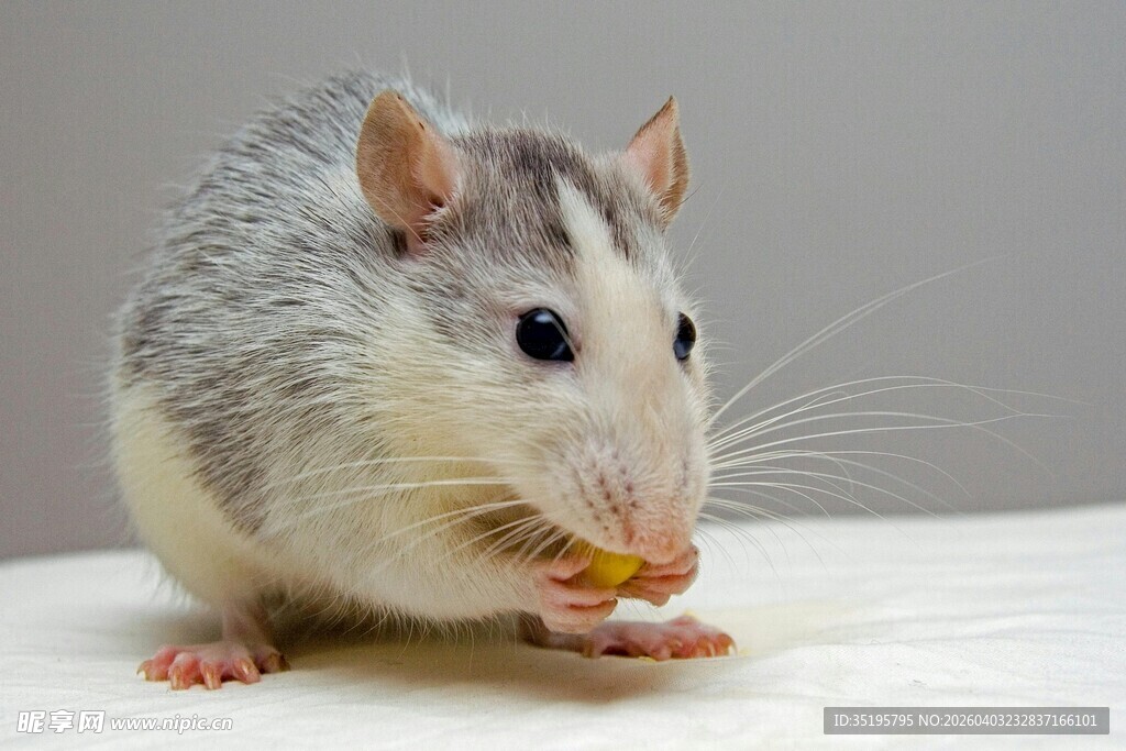 灰白小鼠进食可爱瞬间