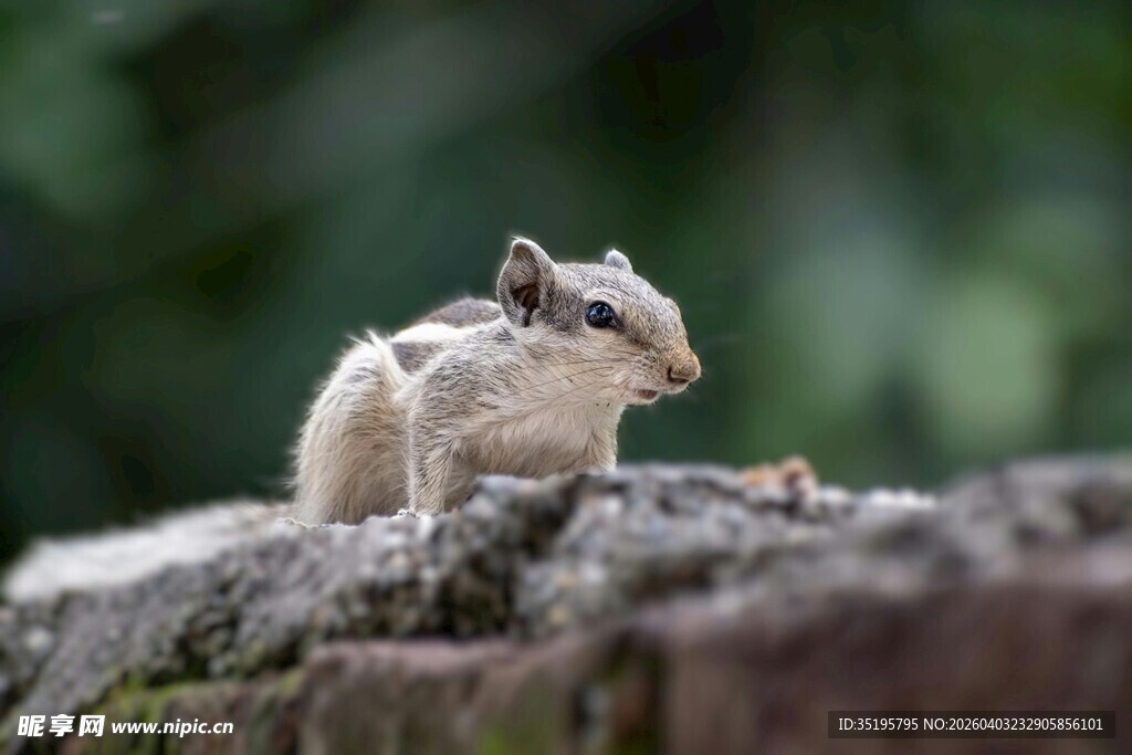 岩石上的可爱小松鼠