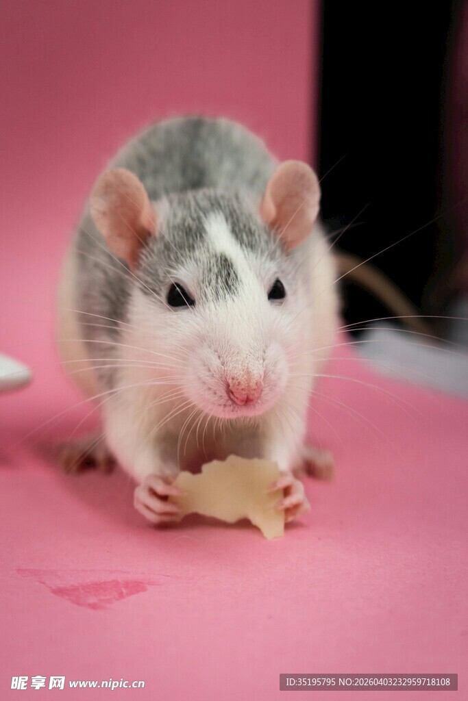 可爱小鼠啃食小饼干