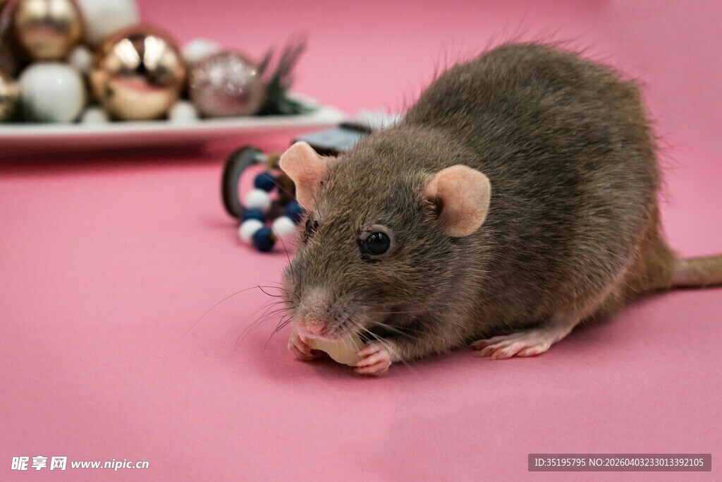 粉色背景上的可爱小老鼠