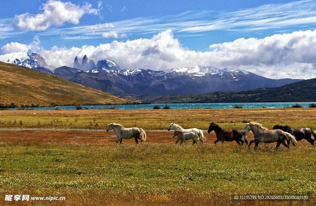 草原牧群与远处雪山美景