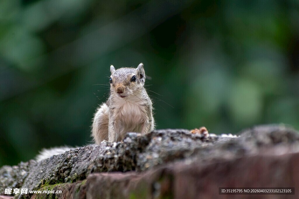 岩石上的可爱小松鼠