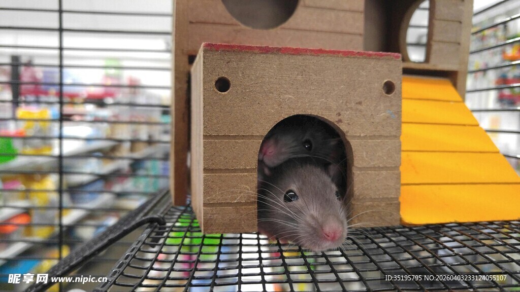 小仓鼠在木制小屋内探头