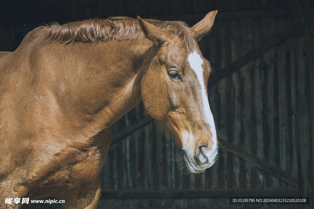 棕色骏马特写