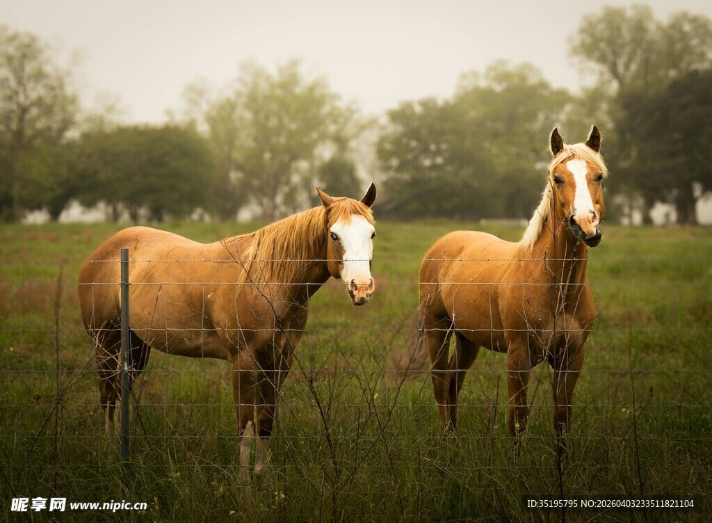 田野中的两匹骏马