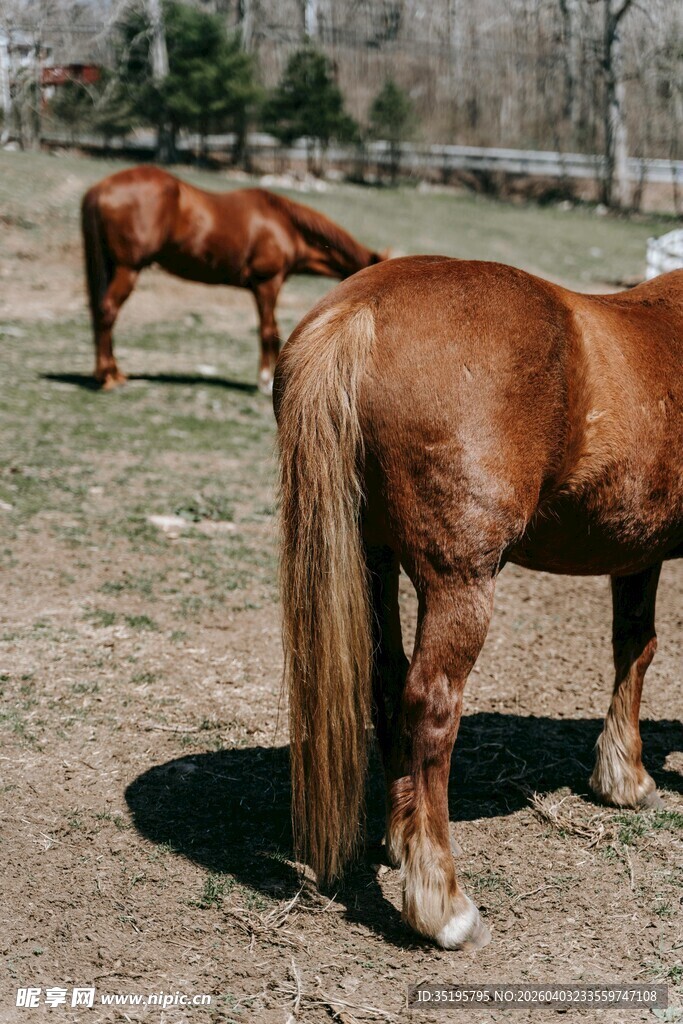 草原上的两匹健壮骏马