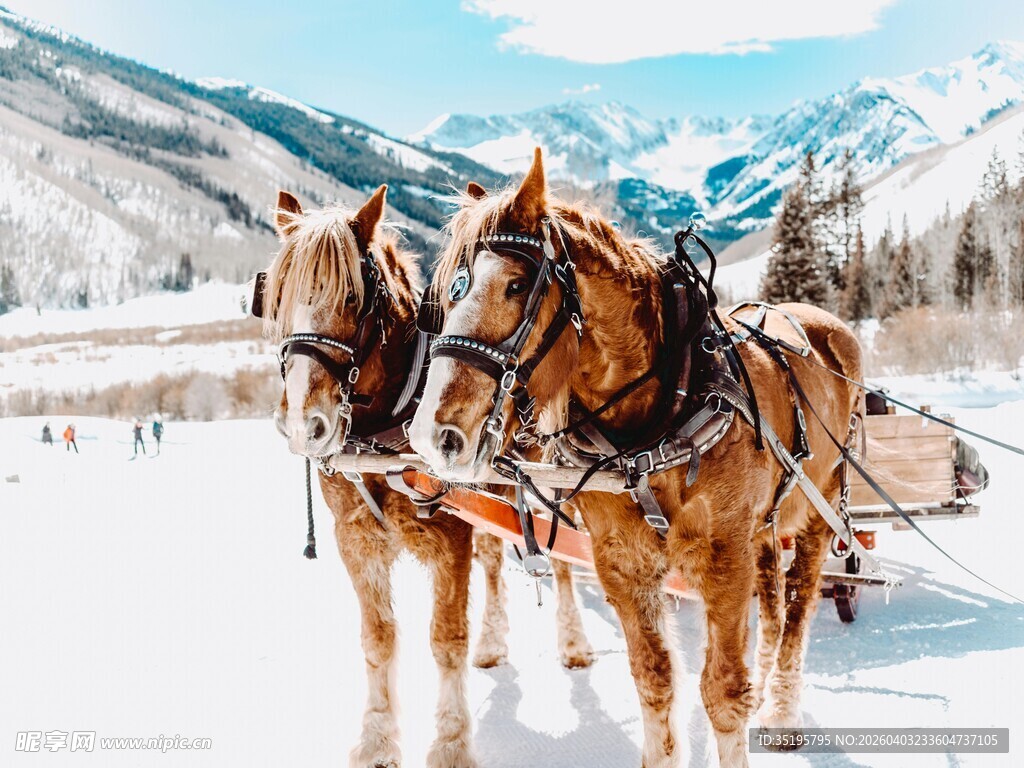 雪地中拉车的两匹骏马