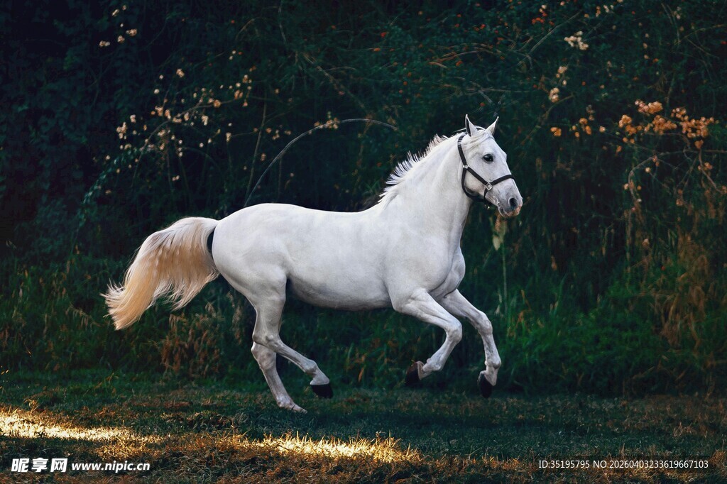 白马奔腾于绿野