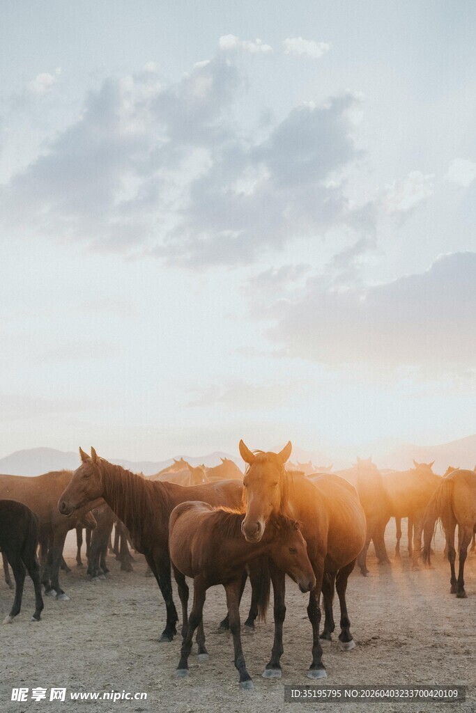 夕阳下的马群
