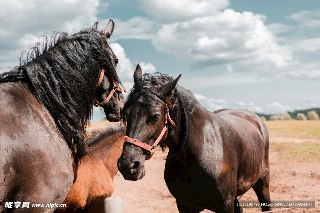 两匹骏马在开阔场地互动