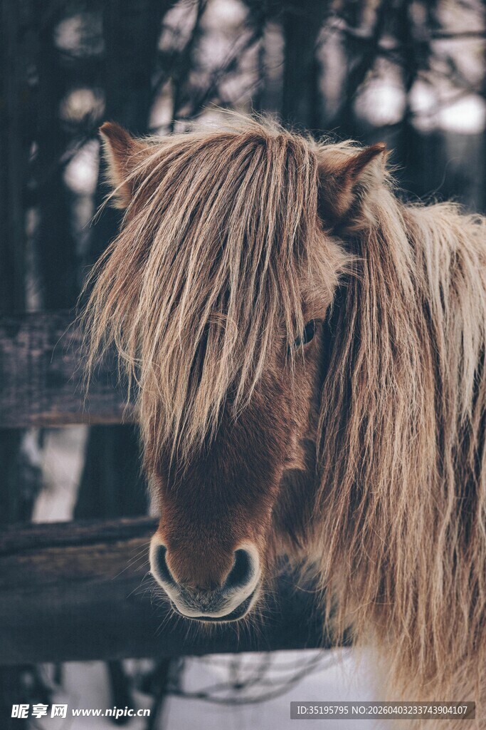 雪地中毛发蓬松的小马