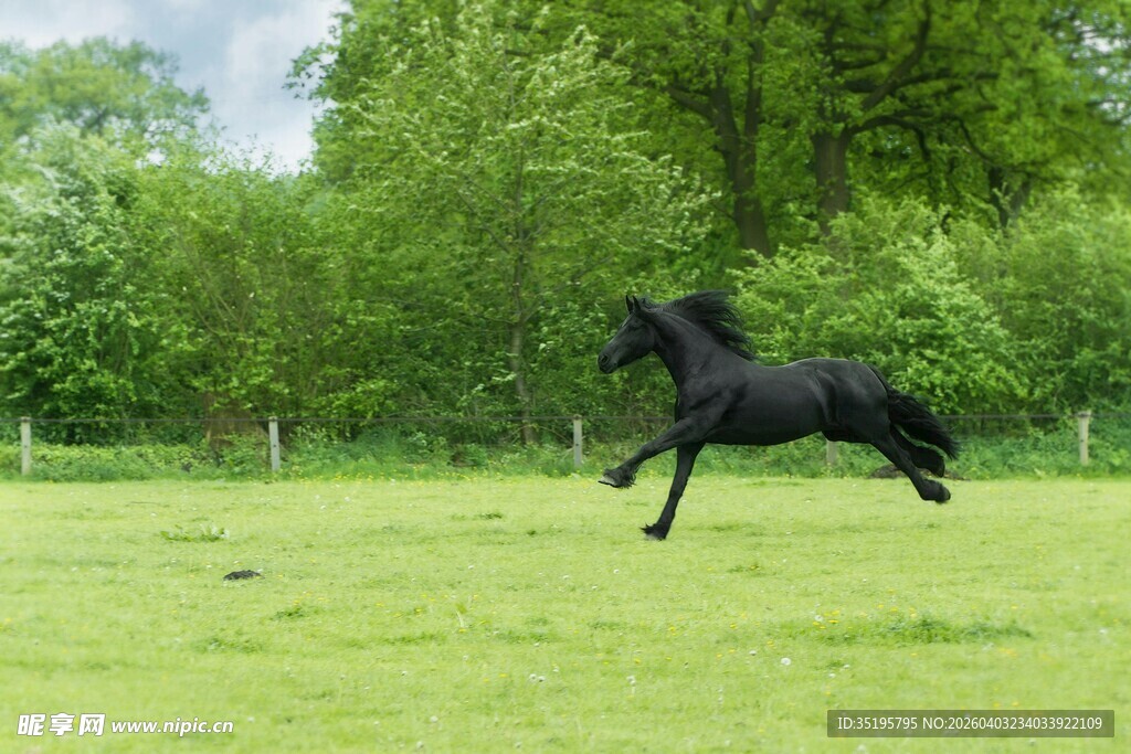 黑骏马在绿草地奔腾