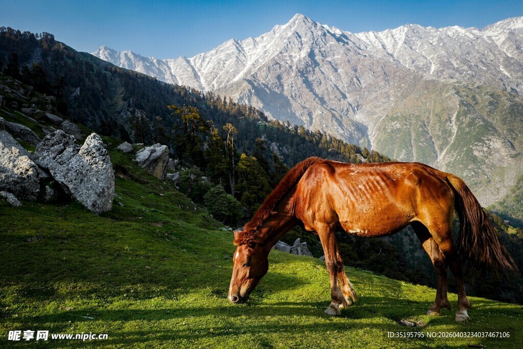 草原骏马雪山下的悠然身影