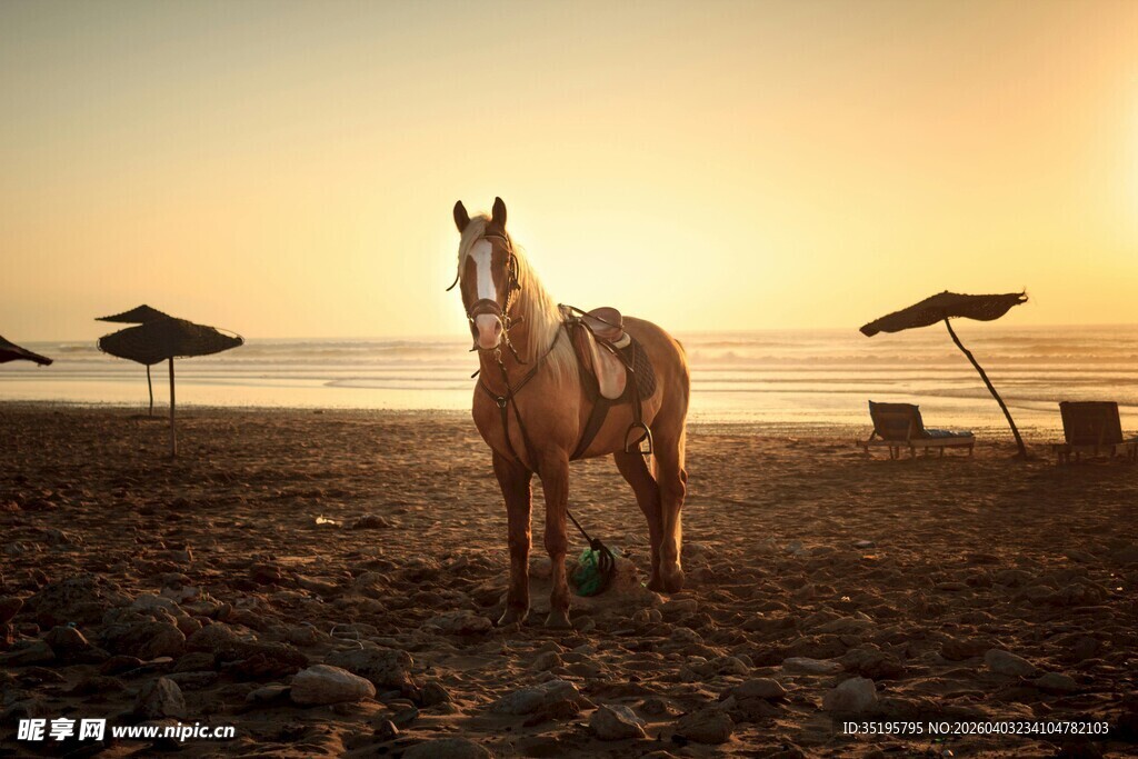 夕阳下沙滩上的骏马