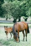 母马与小马在草地进食