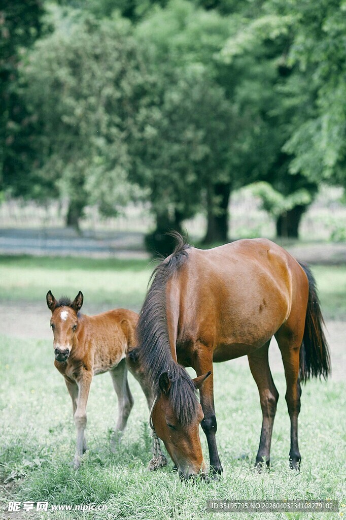 母马与小马在草地进食
