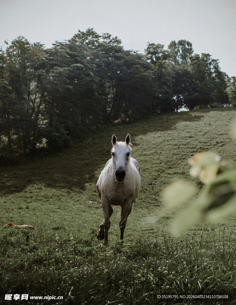草原上奔跑的白马