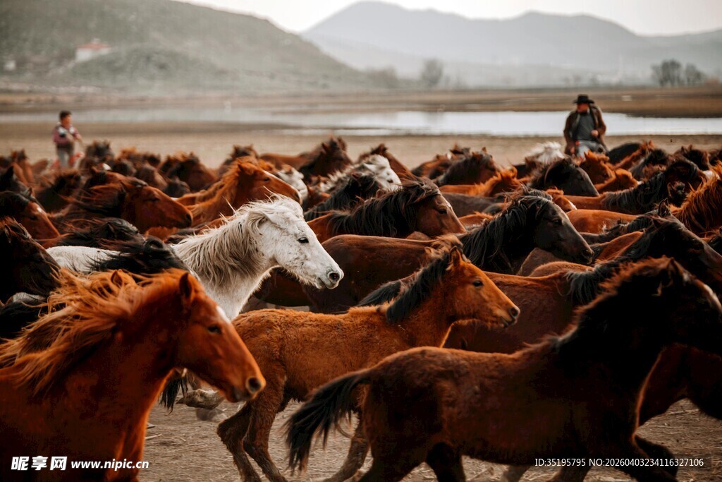 草原群马奔腾壮观景象