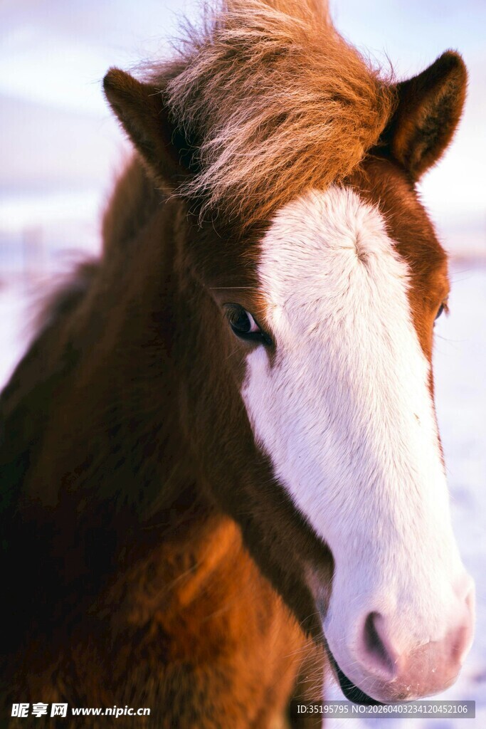 棕白相间骏马特写