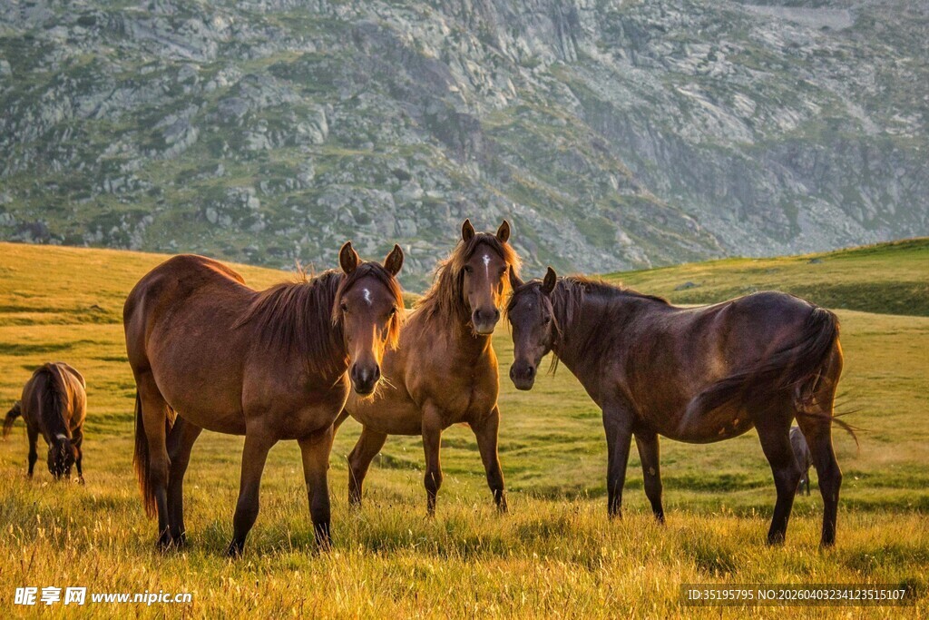 草原骏马群