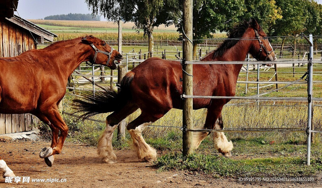 两匹骏马在牧场奔腾