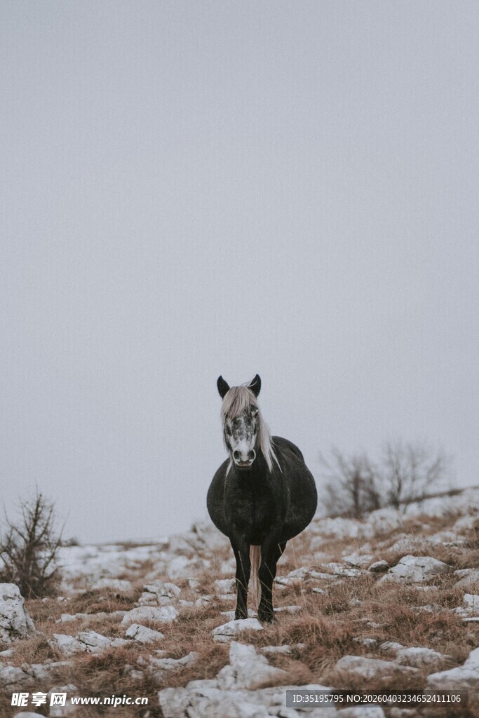 雪地中站立的黑白骏马