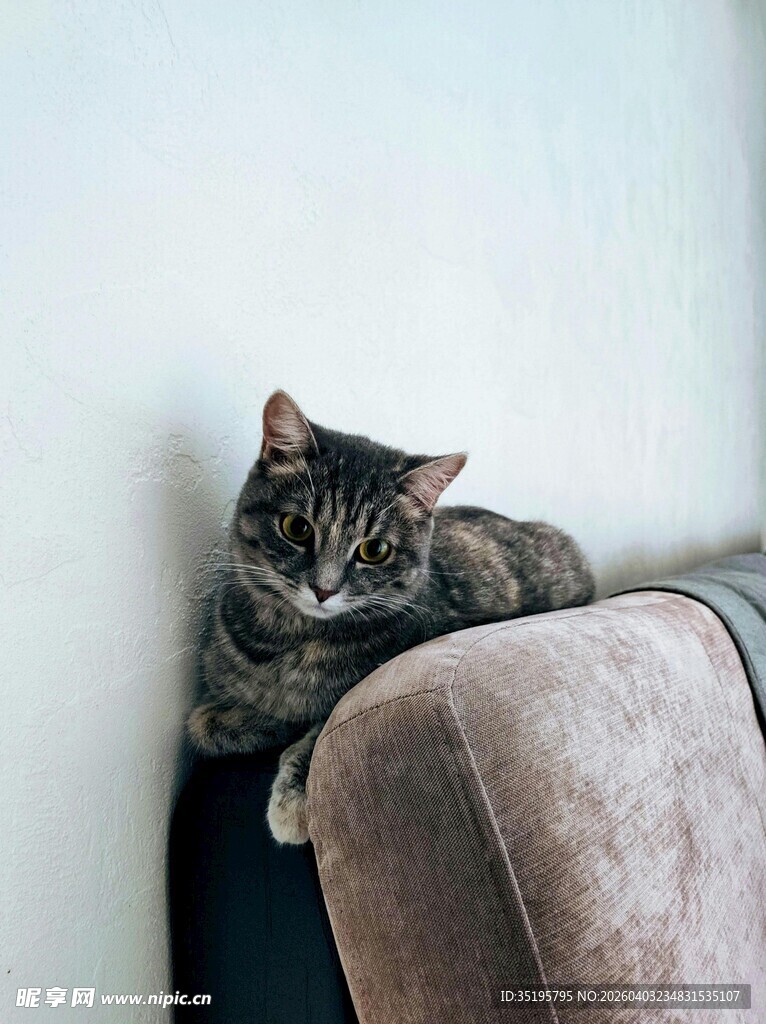 慵懒猫咪趴卧沙发角落