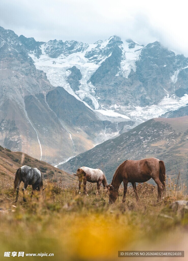 山间牧场景色