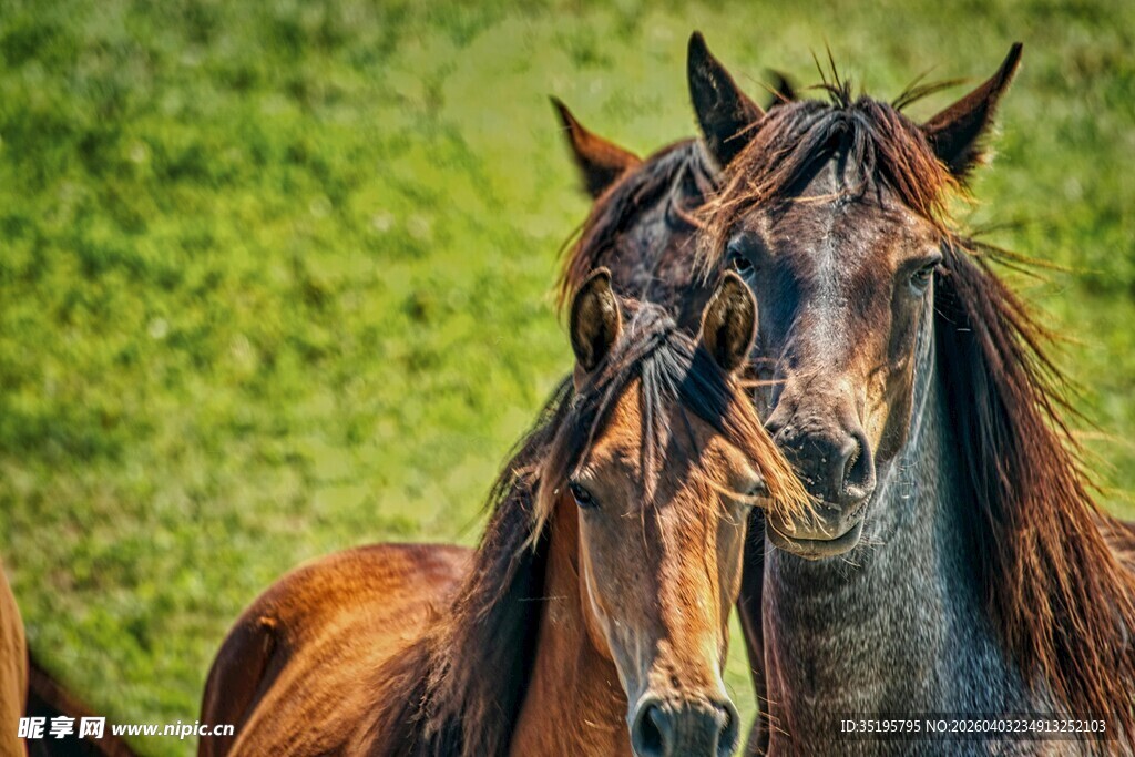 两匹骏马于绿意中