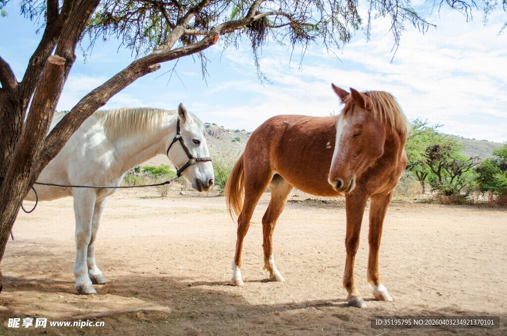 树下双马悠然田园景象