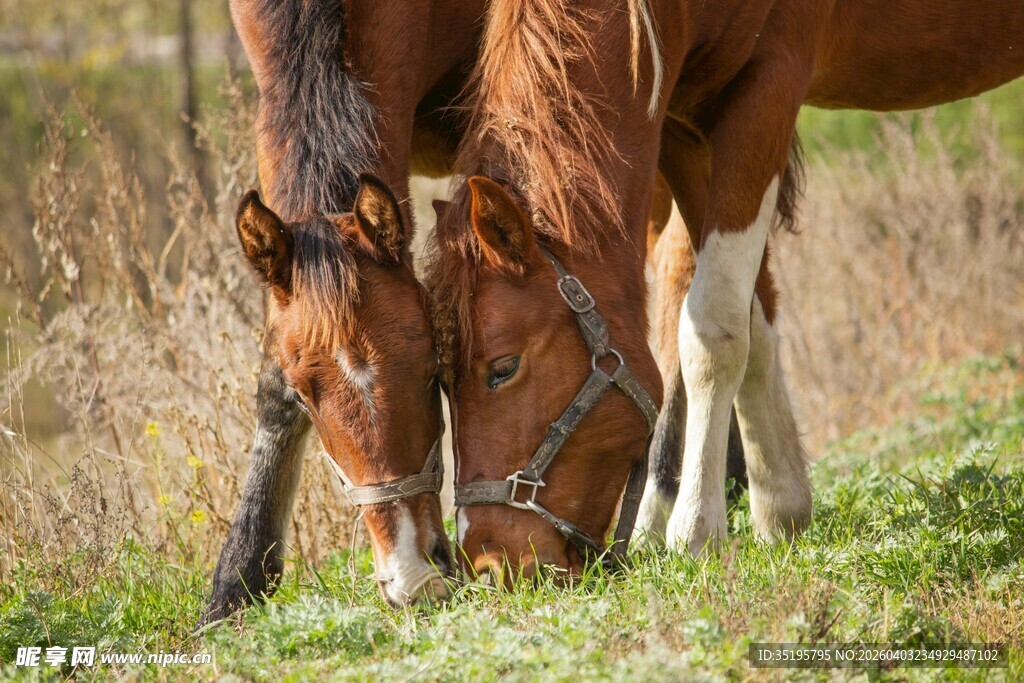 两匹马低头吃草的温馨画面