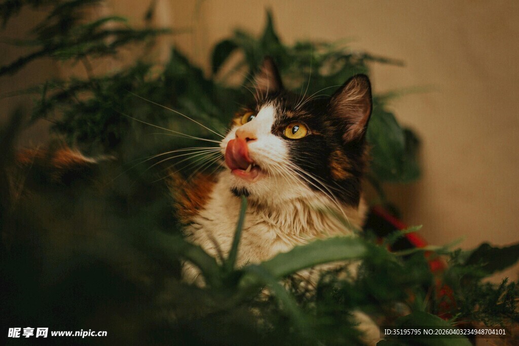 猫咪藏身绿植间