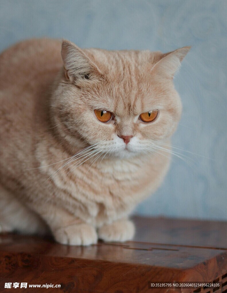 橘色猫咪蹲坐木质台面上