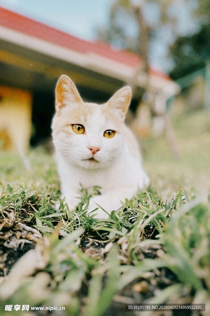 草地上的可爱猫咪