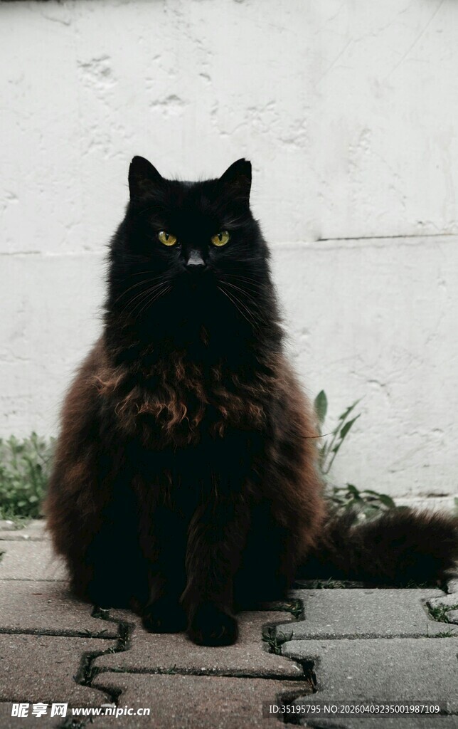 黑猫蹲坐于砖石地面