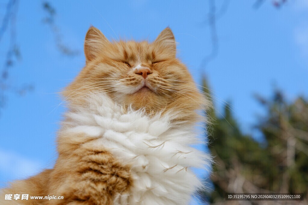 阳光下的长毛橘猫