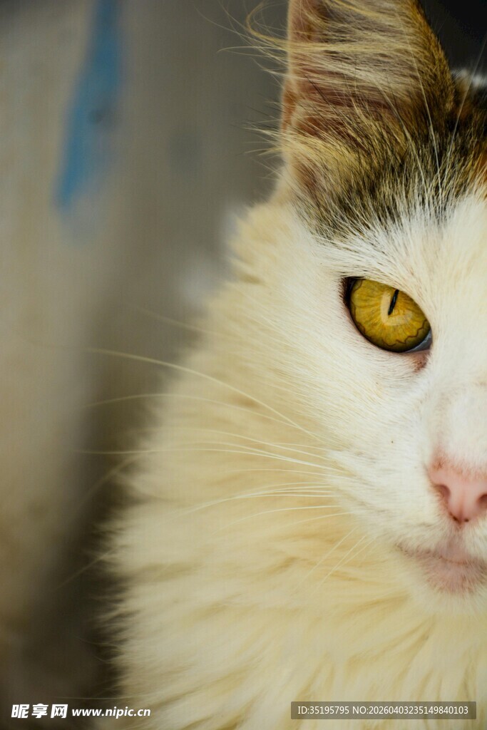 黄眼白棕猫特写