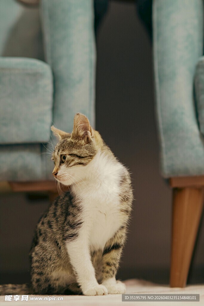 可爱猫咪端坐沙发前