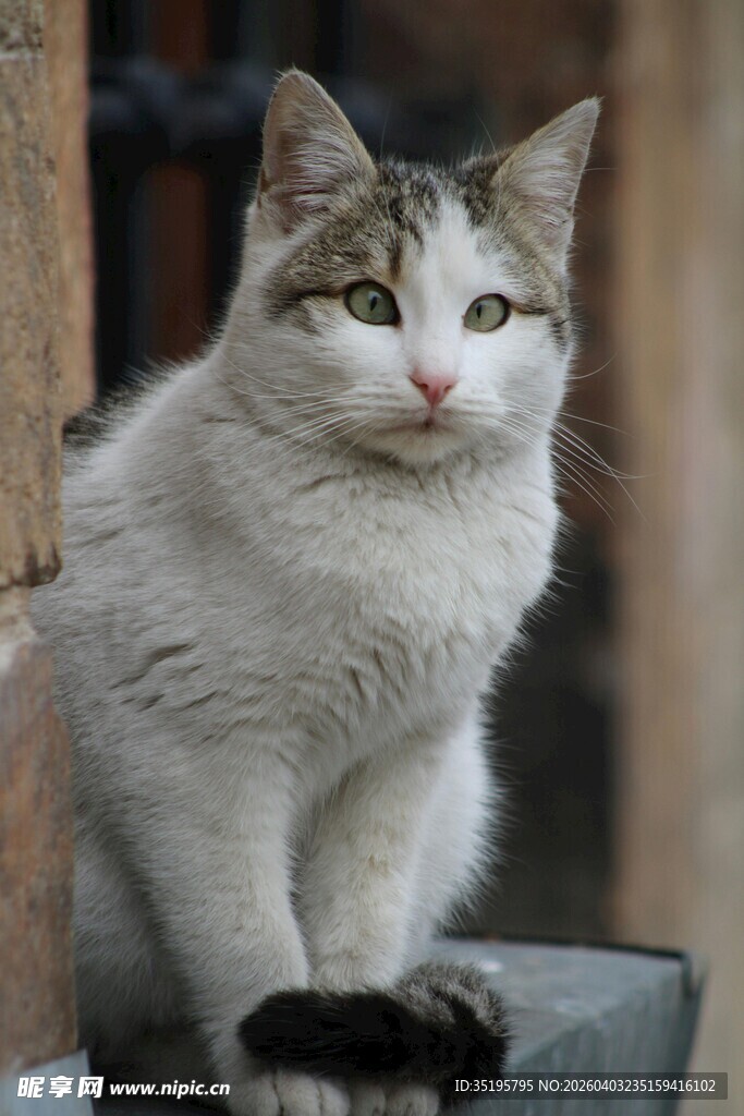 可爱猫咪静坐